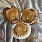 Natural Scallop Shell - Custom - EpoxyCore - [shop_type] 